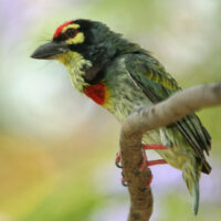 Coppersmith barbet perched on a branch, a bird commonly heard in Lucknow's parks at dawn